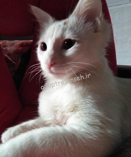 عکس گربه دی اس اچ