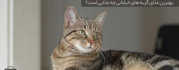 عکس گربه دی اس اچ