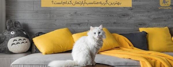 عکس گربه دی اس اچ