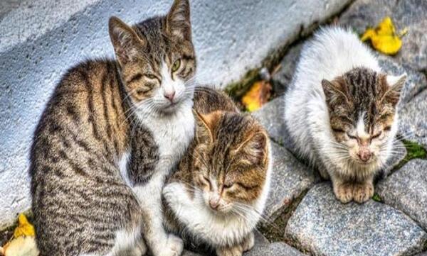 عکس گربه نژاد دی اس اچ