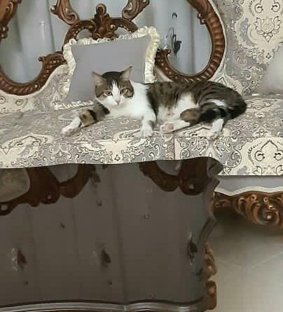 عکس گربه نژاد دی اس اچ