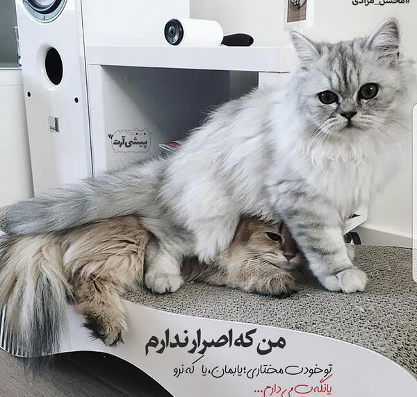 عکس عاشقانه نرو