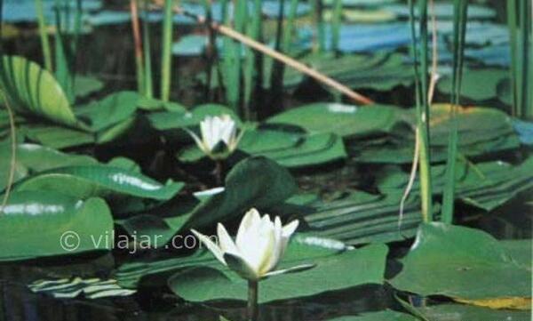 عکس تالاب کیاکلایه