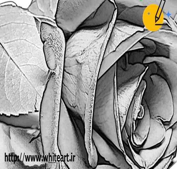 عکس سیاه قلم ساده گل