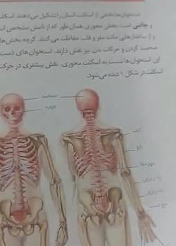 عکس اسکلت انسان های اولیه
