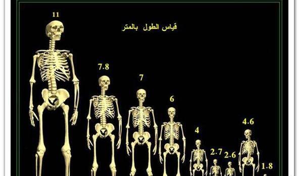 عکس اسکلت انسان های اولیه