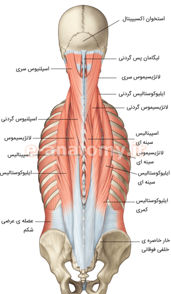 عکس اسکلت انسان از پشت