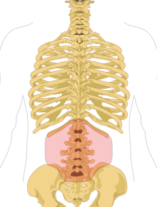 عکس اسکلت انسان از پشت