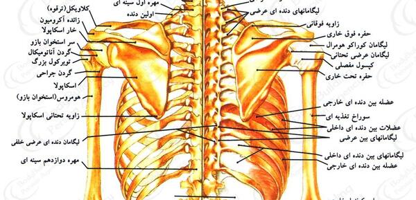 عکس اسکلت انسان از پشت