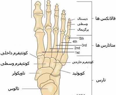 عکس اسکلت پا