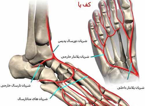 عکس اسکلت پا