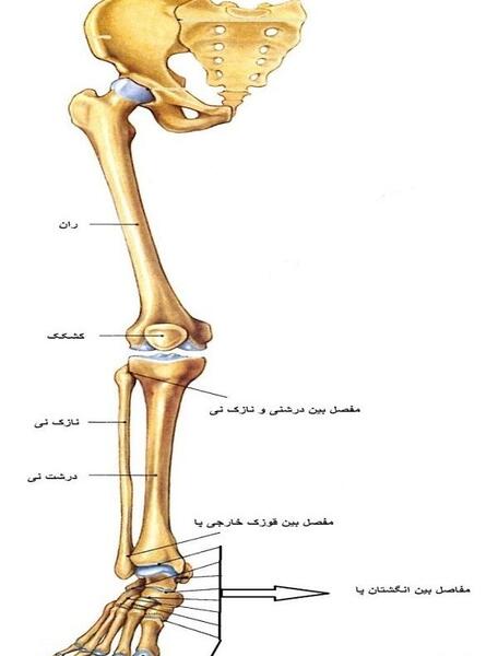 عکس اسکلت پا