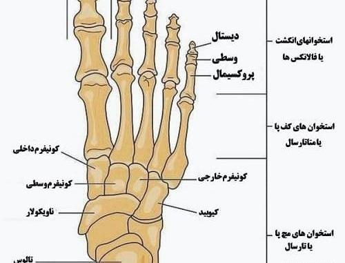 عکس اسکلت پا