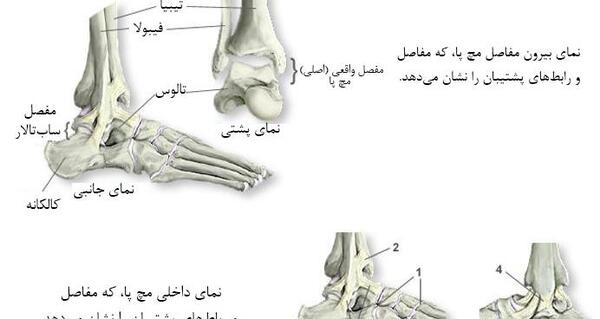 عکس اسکلت پا
