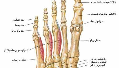 عکس اسکلت پا