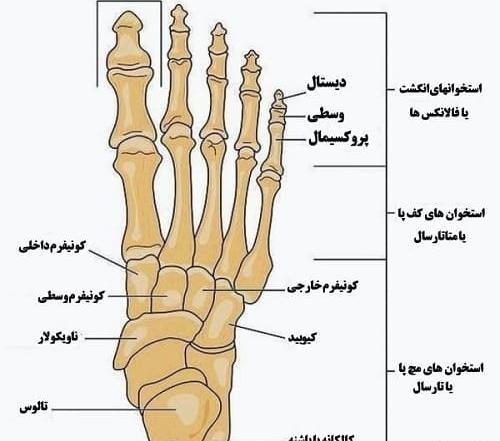 عکس اسکلت پا انسان