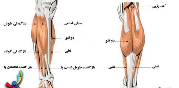 عکس اسکلت پا انسان