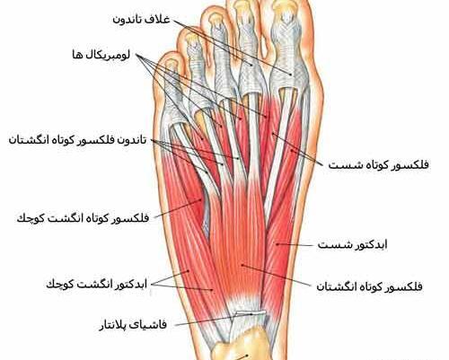 عکس اسکلت پا انسان