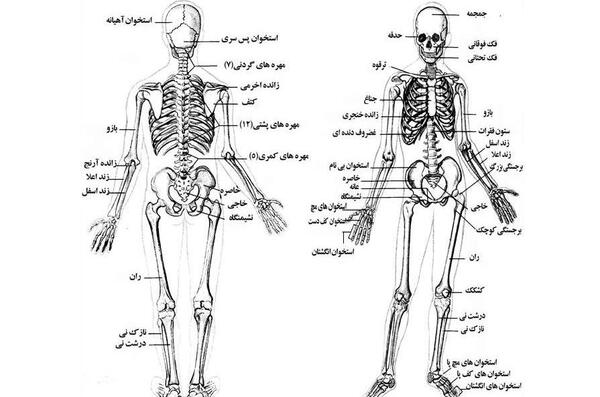 عکس اسکلت پا انسان