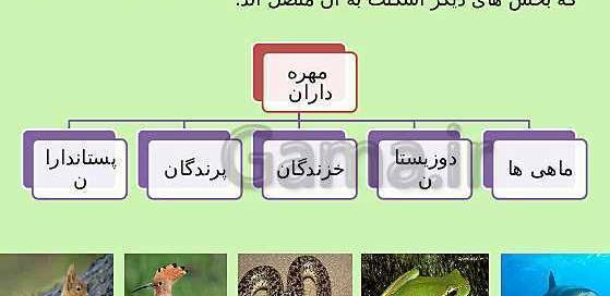 عکس اسکلت جانوران مهره دار