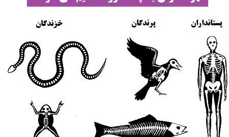 عکس اسکلت جانوران مهره دار