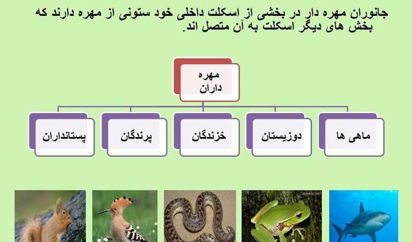 عکس اسکلت جانوران مهره دار