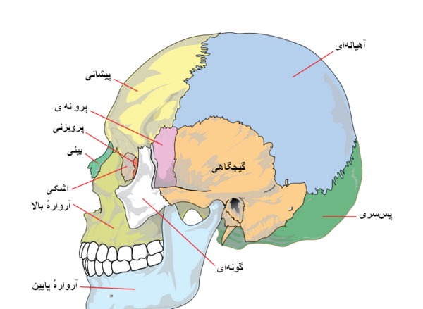 عکس اسکلت جمجمه انسان