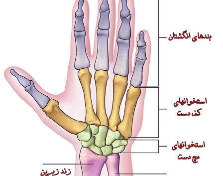 عکس اسکلت دست چپ