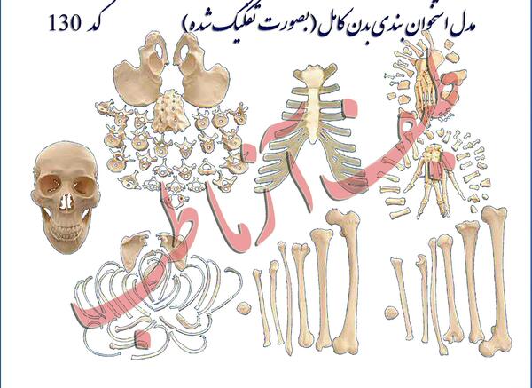 عکس اسکلت دست چپ