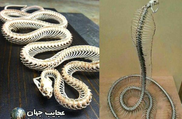 عکس اسکلت حیوان