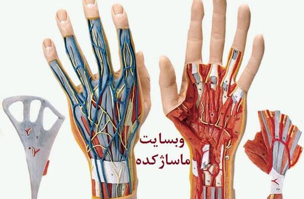 عکس اسکلت دست انسان