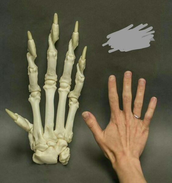 عکس اسکلت دست