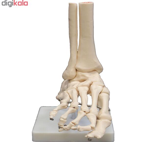 عکس اسکلت روی پا