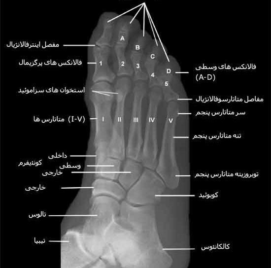 عکس اسکلت روی پا