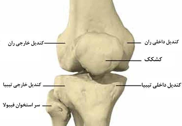 عکس اسکلت زانو