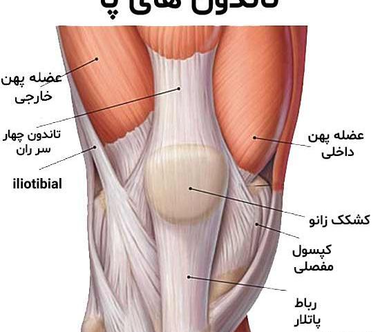 عکس اسکلت زانو