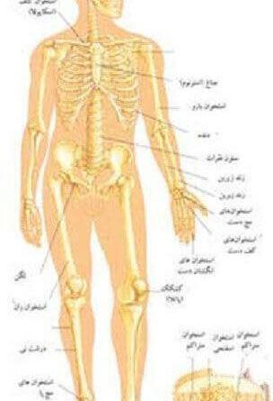 عکس اسکلت زنان