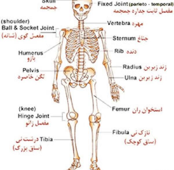 عکس اسکلت زانوی انسان