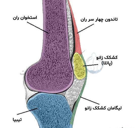 عکس اسکلت زانوی انسان