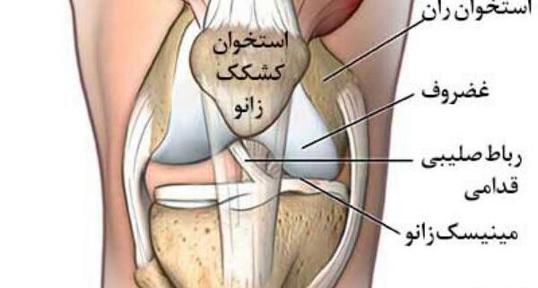 عکس اسکلت زانوی انسان