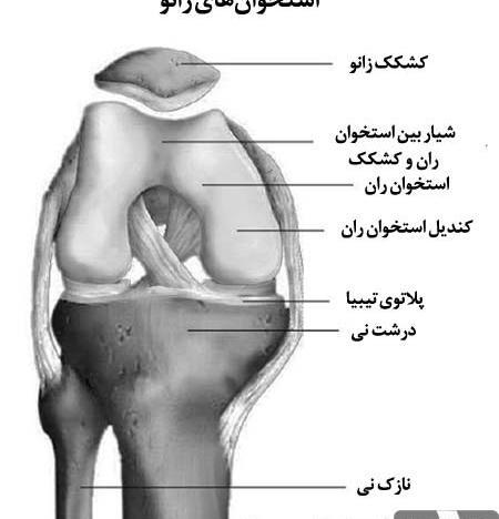 عکس اسکلت زانوی انسان