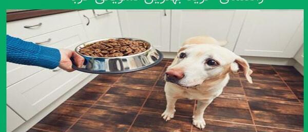 عکس اسکلت سگ