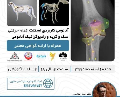 عکس اسکلت سگ