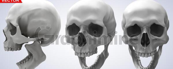 عکس اسکلت سه بعدی