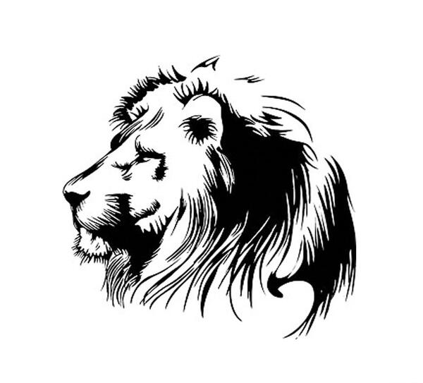 عکس اسکلت شیر