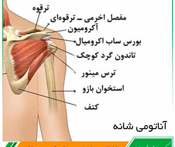عکس اسکلت شانه انسان