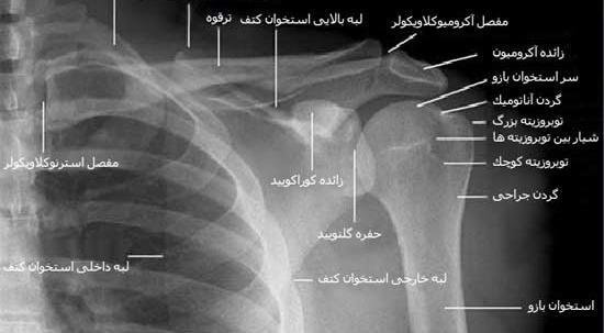 عکس اسکلت شانه انسان