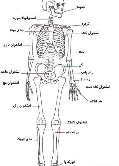 عکس اسکلت شانه انسان