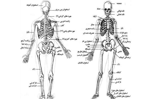 عکس اسکلت طنز