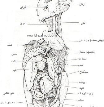 عکس اسکلت عروس هلندی